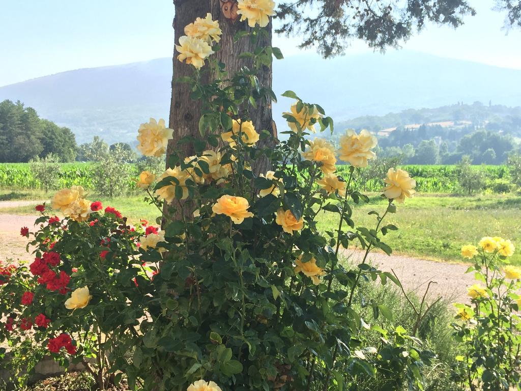 Rosso Porpora Villa Colle Umberto  Ngoại thất bức ảnh